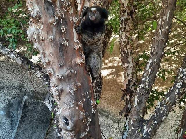 Casa para Venda em Belo Horizonte - 5